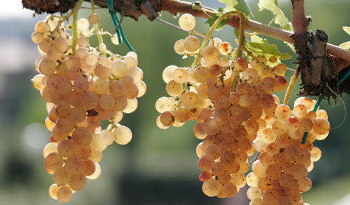 Vernaccia di San Gimignano DOCG